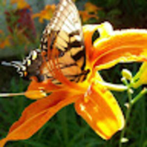 Meet your Posher, Angie